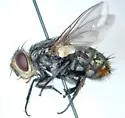 Chaetogaedia analis - photo 2