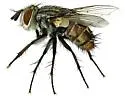 Chaetogaedia monticola