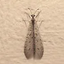 Chaetoleon pusillus - photo 4