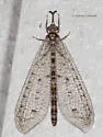 Chaetoleon tripunctatus