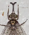 Chaetoleon tripunctatus - photo 2