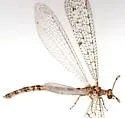 Chaetoleon tripunctatus - photo 4