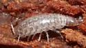 Chaetophiloscia sicula