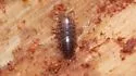 Chaetophiloscia sicula - photo 2