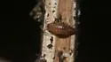 Chaetophiloscia sicula - photo 3