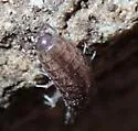 Chaetophiloscia sicula - photo 4