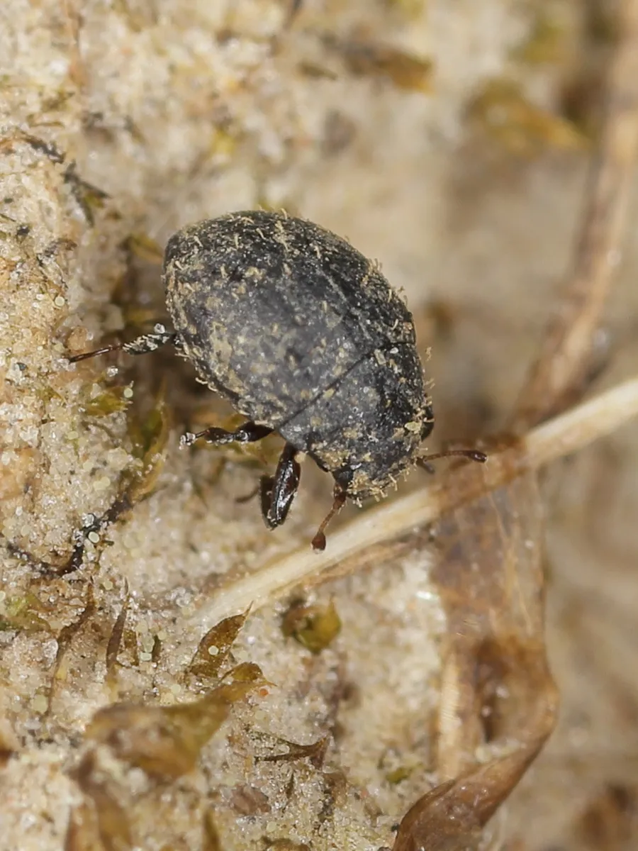 Chaetophora spinosa