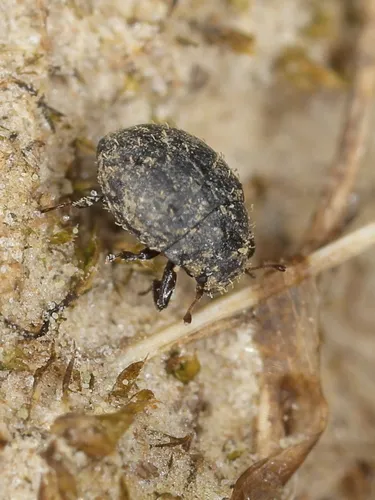 Chaetophora spinosa - photo 2
