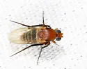 Chaetopleurophora multiseriata