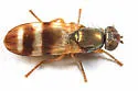 Chaetopsis aenea