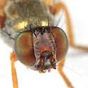 Chaetopsis aenea - photo 2