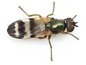 Chaetopsis aenea - photo 4
