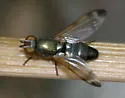 Chaetopsis apicalis