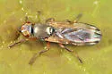 Chaetopsis apicalis - photo 2