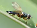 Chaetopsis apicalis - photo 3