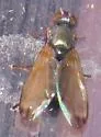 Chaetopsis apicalis - photo 4