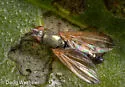 Chaetopsis apicalis - photo 5