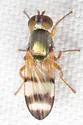 Chaetopsis debilis