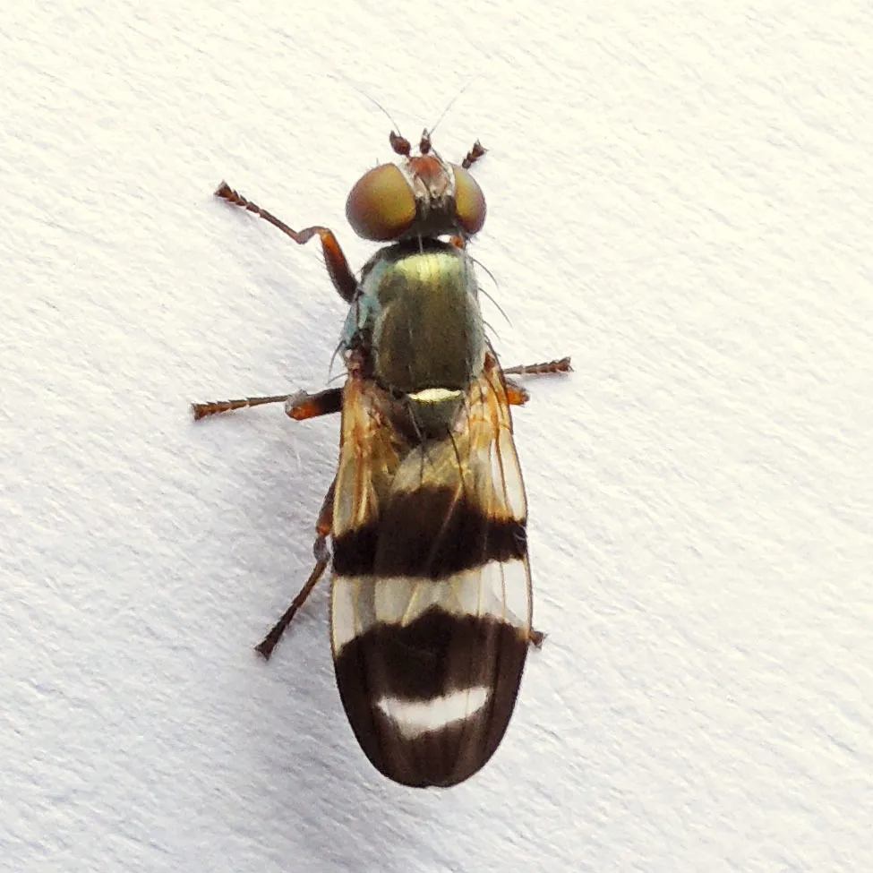 Chaetopsis massyla - photo 2