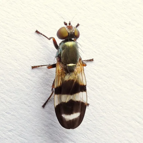 Chaetopsis massyla - photo 3
