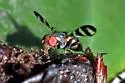Chaetopsis quadrifasciata