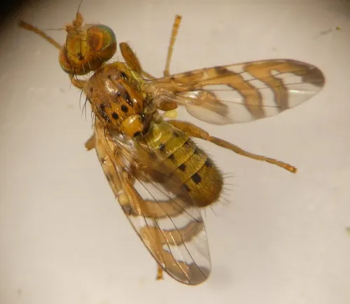 Chaetorellia jaceae - photo 3