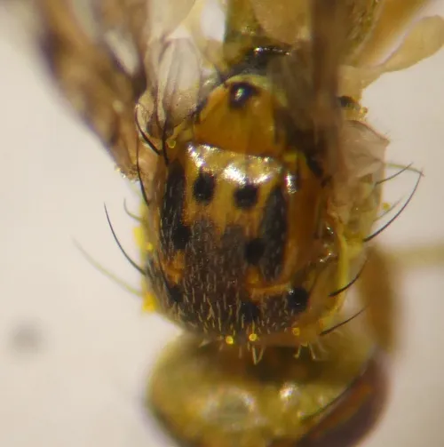 Chaetorellia jaceae - photo 4