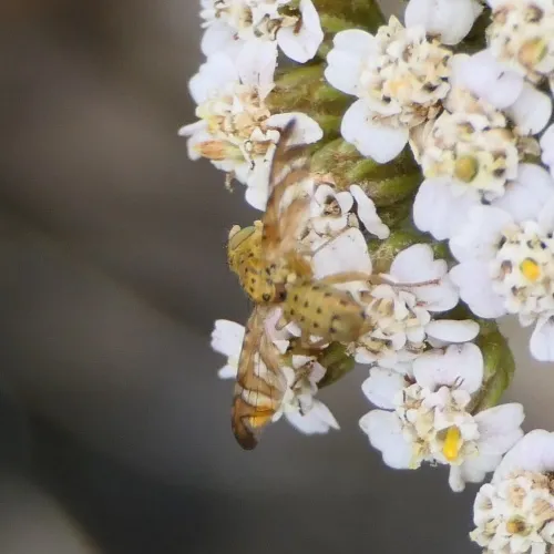 Chaetorellia jaceae - photo 7
