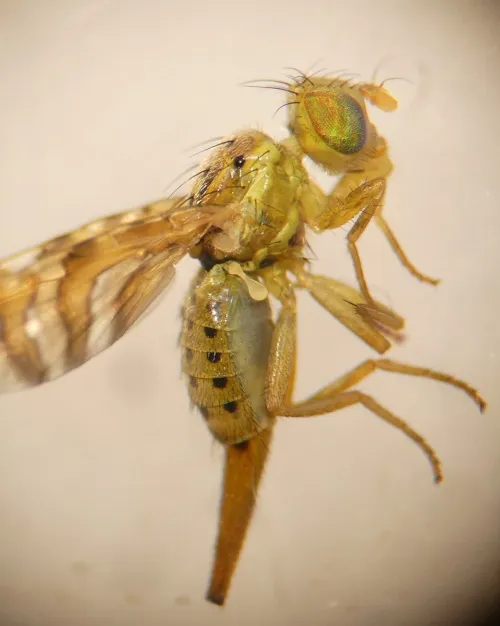 Chaetorellia jaceae - photo 8