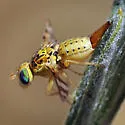 False Peacock Fly