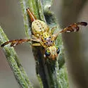 False Peacock Fly - photo 2