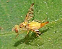 False Peacock Fly - photo 3