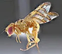 False Peacock Fly - photo 4
