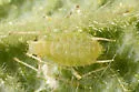 Chaetosiphon thomasi
