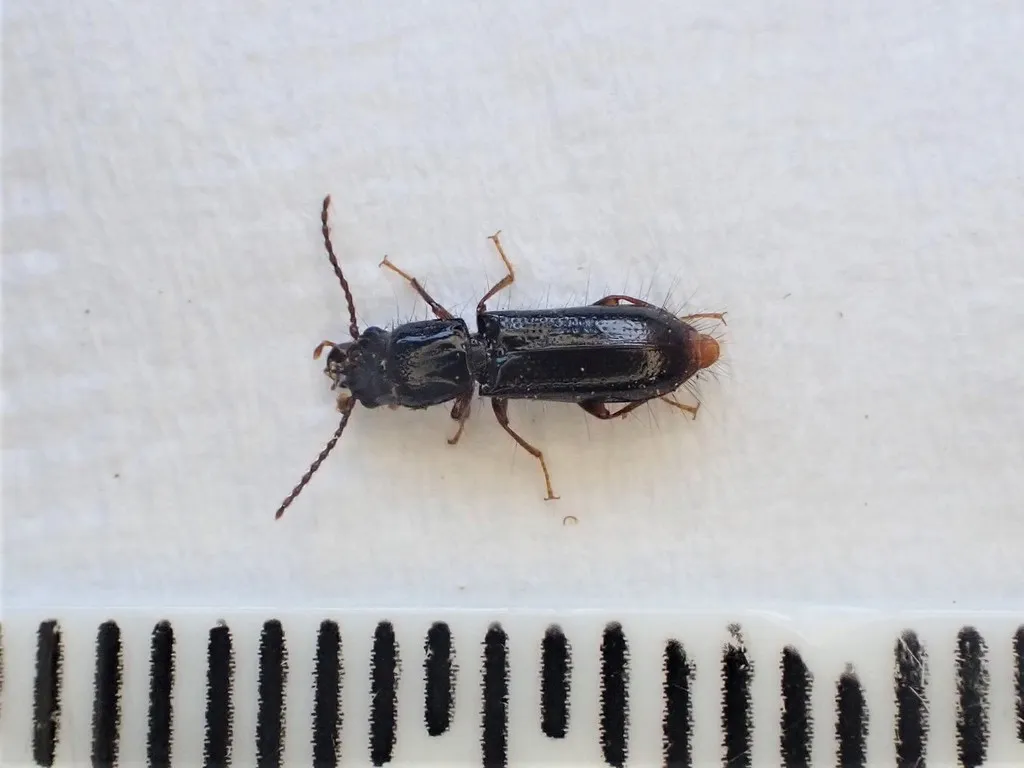 Chaetosomatidae - photo 2
