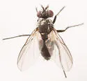 Chaetostigmoptera manca - Chaetostigmoptera manca
