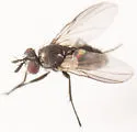 Chaetostigmoptera manca - photo 2