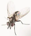 Chaetostigmoptera manca - photo 3