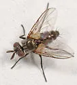 Chaetostigmoptera manca - photo 4