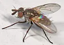 Chaetostigmoptera manca - photo 5