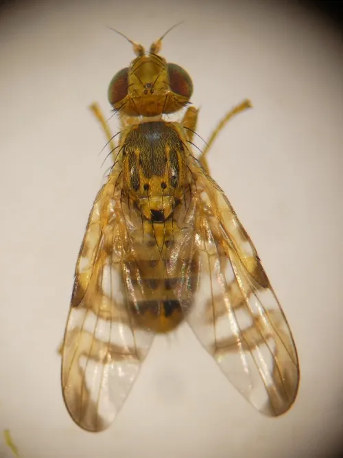 Chaetostomella cylindrica