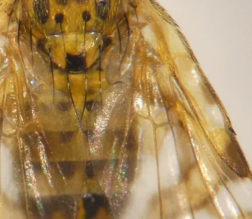 Chaetostomella cylindrica - photo 2