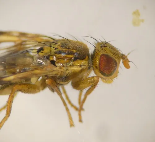 Chaetostomella cylindrica - photo 3