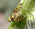 Chaetostomella undosa