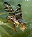 Chaetostomella undosa - photo 2