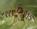 Chaetostomella undosa - photo 3