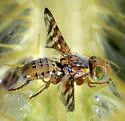 Chaetostomella undosa - photo 4