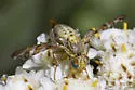 Chaetostomella undosa - photo 5