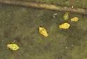 Chaitophorus minutus - photo 2