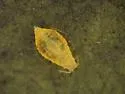 Chaitophorus minutus - photo 3